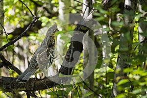 Ruffed Grouse