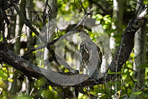 Ruffed Grouse