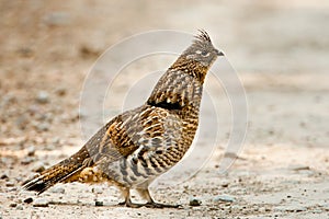 Ruffed Grouse photo