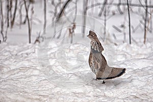 Ruffed Grouse photo