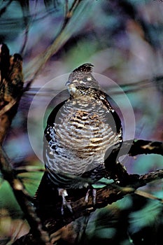 Ruffed Grouse  40667