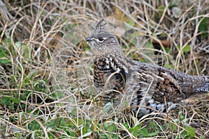 Ruffed grouse photo