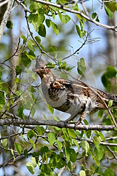 Ruffed Grouse bird sits perched on a branch