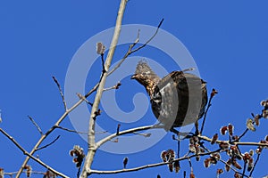 Ruffed Grouse bird sits perched in a tree