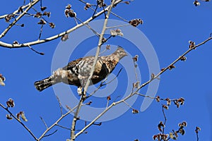 Ruffed Grouse bird sits perched in a tree