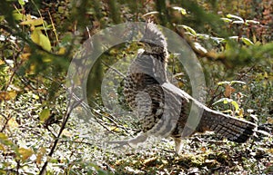 Ruffed grouse bird stepping in field