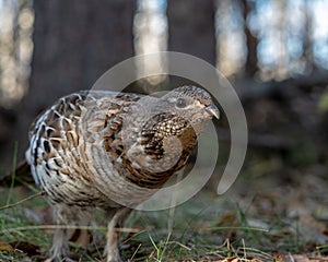 Ruffed Grouse Bonasa umbellus