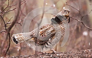 Ruffed Grouse, Bonasa umbellus