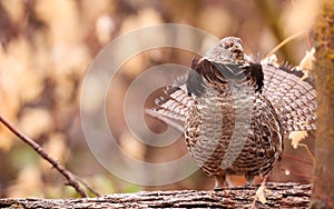 Ruffed Grouse, Bonasa umbellus