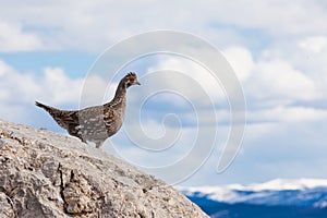 Ruffed Grouse Bonasa umbellus bird watching