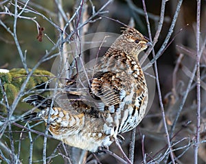 Ruffed grouse, Bonasa umbellus, Canada