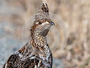 Ruffed grouse bonasa umbellus, female