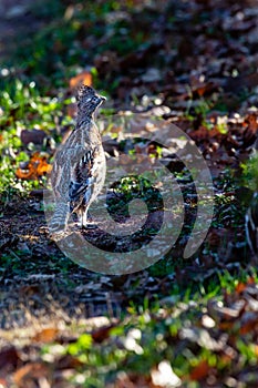 Ruffed Grouse Bonasa umbellus standing on the ground in Wisconsin in November