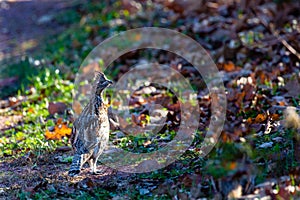 Ruffed Grouse Bonasa umbellus standing on the ground in Wisconsin in November