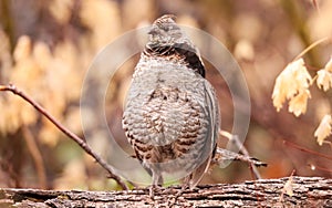 Ruffed Grouse, Bonasa umbellus