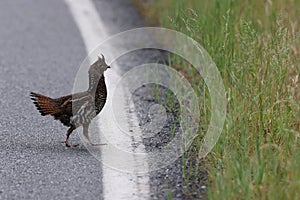 Ruffed Grouse (Bonasa umbellus) Vancouver Island, British Columbia, Canada