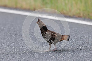 Ruffed Grouse (Bonasa umbellus) Vancouver Island, British Columbia, Canada