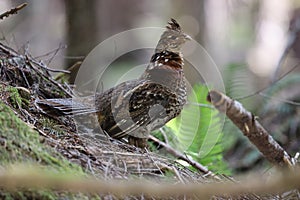 Ruffed Grouse (Bonasa umbellus) Vancouver Island, British Columbia, Canada