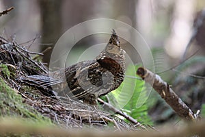 Ruffed Grouse (Bonasa umbellus) Vancouver Island, British Columbia, Canada