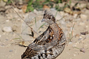 ruffed grouse in the boreal forest in autumn