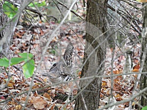 Ruffed Grouse camouflaged on forest floor