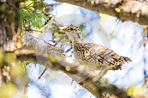Ruffed Grouse in a Tree