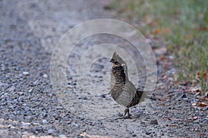 Ruffed Grouse crossing a dirt road