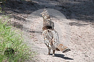 A ruffed grouse displaying on a gravel road