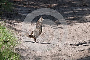 A ruffed grouse on a gravel road