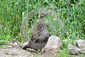 Ruffed Grouse, Grouse Mountain, Whistler, British Columbia.