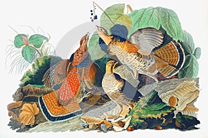 Ruffed Grouse illustration
