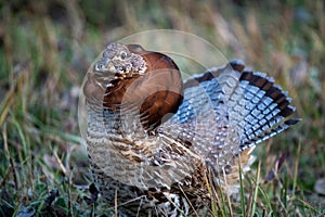 Ruffed Grouse Manitoba