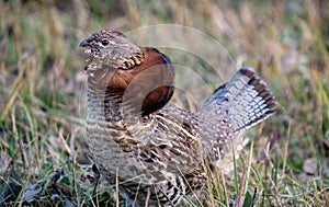 Ruffed Grouse Manitoba