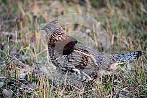 Ruffed Grouse Manitoba