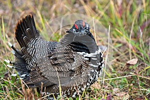 Ruffed Grouse Manitoba