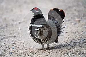 Ruffed Grouse Manitoba