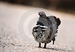 Ruffed Grouse Manitoba