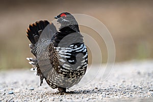 Ruffed Grouse Manitoba