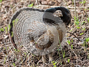Ruffed Grouse with Mating Plumage