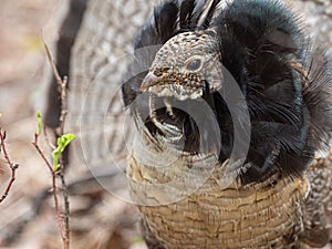 Ruffed Grouse with Mating Plumage