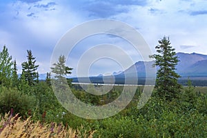 A Ruffed Grouse on a mountain hiking trail in Alaska.