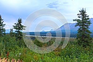 A Ruffed Grouse on a mountain hiking trail in Alaska.