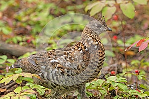 Ruffed grouse in a Pastel Forest