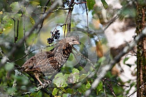 Ruffed Grouse perched in a bush