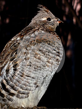 Ruffed Grouse Sitting