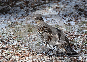 Ruffed Grouse standing on forest floor