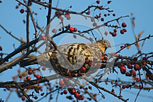 Ruffed Grouse in Tree photo