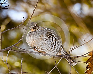 Ruffed grouse in a tree