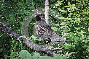 A ruffed grouse on a tree branch with leaves