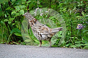 A Ruffed Grouse walking along a road